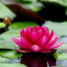 Mini Dark Red Bonsai Lotus Flower 1 PCS Seeds Mini Dark Red Bonsai Lotus Flower 1 PCS Seeds