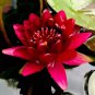 Mini Dark Red Bonsai Lotus Flower 1 PCS Seeds