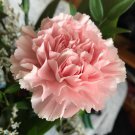 Mini Carnations Balcony Potted Plants Dianthus Caryophyllus Mother 50 PCS Seeds