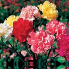 Mini Carnations Bonsai Balcony Potted Plants 200 PCS Seeds