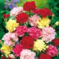 Mini Carnations Bonsai Balcony Potted Plants 200 PCS Seeds
