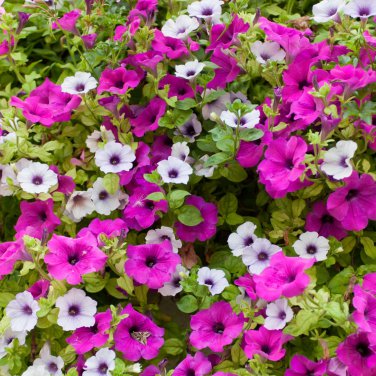 Mini Calibrchoa Million Bells Petunia 100 PCS Seeds