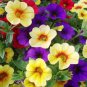 Mini Calibrchoa Million Bells Annual Flower Bonsai 100 PCS Seeds