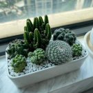 Mini Cactus Suculent 500 PCS Seeds Mini Cactus Suculent 500 PCS Seeds