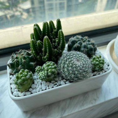 Mini Cactus Suculent 500 PCS Seeds