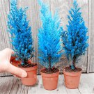 Mini Bule Italian Cypress Tree Plants Popular Bonsai Plants 50 PCS Seeds Mini Bule Italian Cypress Tree Plants Popular Bonsai Plants 50 PCS Seeds