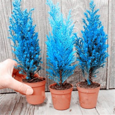 Mini Bule Italian Cypress Tree Plants Popular Bonsai Plants 50 PCS Seeds