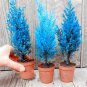 Mini Bule Italian Cypress Tree Plants Popular Bonsai Plants 50 PCS Seeds