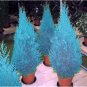 Mini Bule Italian Cypress Tree Plants Popular Bonsai Plants 50 PCS Seeds