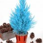 Mini Bule Italian Cypress Tree Plants Popular Bonsai Plants 50 PCS Seeds