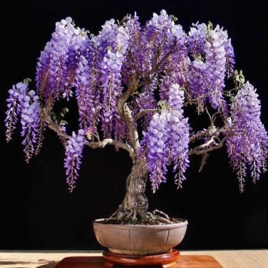 Mini Bonsai Wisteria Tree Indoor Ornamental Plants 10 PCS Seeds