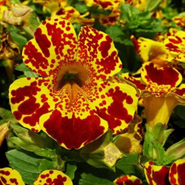 Mimulus Luteus 30 PCS Seeds