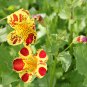 Mimulus Luteus 30 PCS Seeds