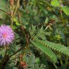 Mimosa Pudica Sensitive Plant Foliage Plant 35 PCS Seeds