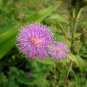 Mimosa Pudica Sensitive Plant Foliage Plant 35 PCS Seeds