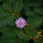 Mimosa Pudica Sensitive Plant Foliage Plant 35 PCS Seeds