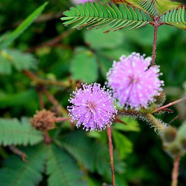 Mimosa Pudica Pink Flowers Sensitive Plant 20 PCS Seeds