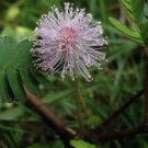 Mimosa F lower Plant 30 PCS Seeds