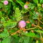 Mimosa F lower Plant 30 PCS Seeds