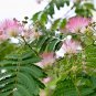 Mimosa F lower Plant 30 PCS Seeds