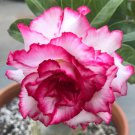 Milky White & Deep Red Adenium Garden Flower 2 PCS Seeds Milky White & Deep Red Adenium Garden Flower 2 PCS Seeds