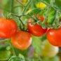 Milky Red Cherry Tomato Edible Organic Fruits 20 PCS Seeds