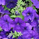 'Mik' Light Purple Petunia Hybrid 200 PCS Seeds
