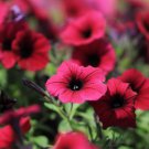 Middle-sized Rose Red Garden Petunia Annual Flower 60 PCS Seeds Middle-sized Rose Red Garden Petunia Annual Flower 60 PCS Seeds