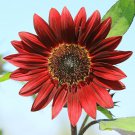 Middle-sized Red Fortune Sunflower Bonsai 15 PCS Seeds