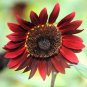 Middle-sized Red Fortune Sunflower Bonsai 15 PCS Seeds