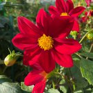 Middle-sized Red Dahlia Shrub Perennial Flower 50 PCS Seeds Middle-sized Red Dahlia Shrub Perennial Flower 50 PCS Seeds