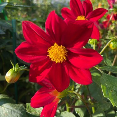 Middle-sized Red Dahlia Shrub Perennial Flower 50 PCS Seeds