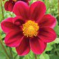 Middle-sized Red Dahlia Shrub Perennial Flower 50 PCS Seeds