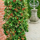 Middle-sized Red Climbing Strawberry Fruits 100 PCS Seeds