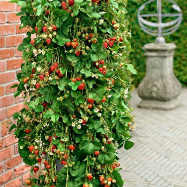 Middle-sized Red Climbing Strawberry Fruits 100 PCS Seeds