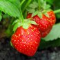 Middle-sized Red Climbing Strawberry Fruits 100 PCS Seeds