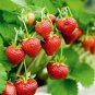 Middle-sized Red Climbing Strawberry Fruits 100 PCS Seeds