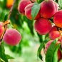 Middle-sized Nectarine Smooth-skinned Peach Fruit 2 PCS Seeds