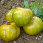 Middle Yellow Tomato with Light Yellow Stripe Organic 300 PCS Seeds