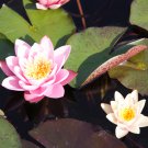 Middle Pink FUYANG Water Lily Pond Flower 1 PCS Seeds Middle Pink FUYANG Water Lily Pond Flower 1 PCS Seeds