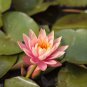 Middle Pink FUYANG Water Lily Pond Flower 1 PCS Seeds