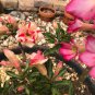 Middle Colorful Grafting Adenium Obesum Desert Rose 2 PCS Seeds