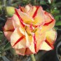 Middle Colorful Grafting Adenium Obesum Desert Rose 2 PCS Seeds