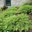 Microbiota Decussata Siberian Carpet Cypress Arborvitae Flower 100 PCS Seeds
