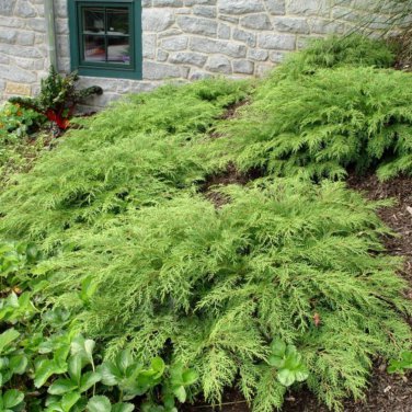 Microbiota Decussata Siberian Carpet Cypress Arborvitae Flower 100 PCS Seeds
