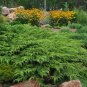 Microbiota Decussata Siberian Carpet Cypress Arborvitae Flower 100 PCS Seeds