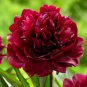 'Miami' Dark Red Burgundy Tree Peony Flower 5 PCS Seeds