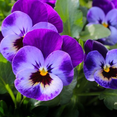Mexican pansy Wavy Viola Tricolor Flower 100 PCS Seeds
