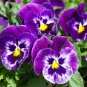 Mexican pansy Wavy Viola Tricolor Flower 100 PCS Seeds