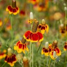 Mexican Hat Ratibida Echinacea Purpurea Cornflowers 20 PCS Seeds